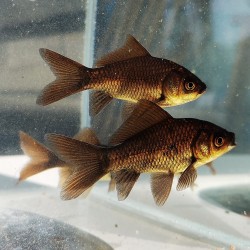 Red fish color NERO
