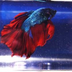 Betta Splendes - Pesci combattenti