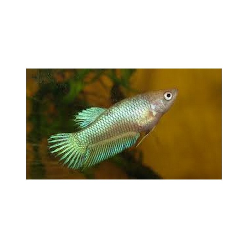 5 Betta femmina a 20€