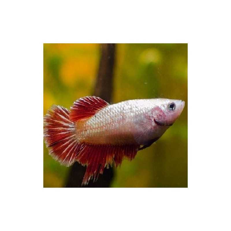 5 betta female for € 20