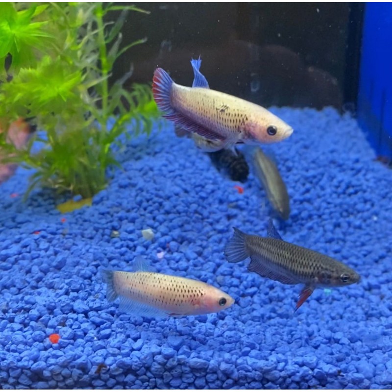 5 Betta female at 20€