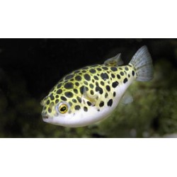 Boule de poisson tétraody fluvatilis