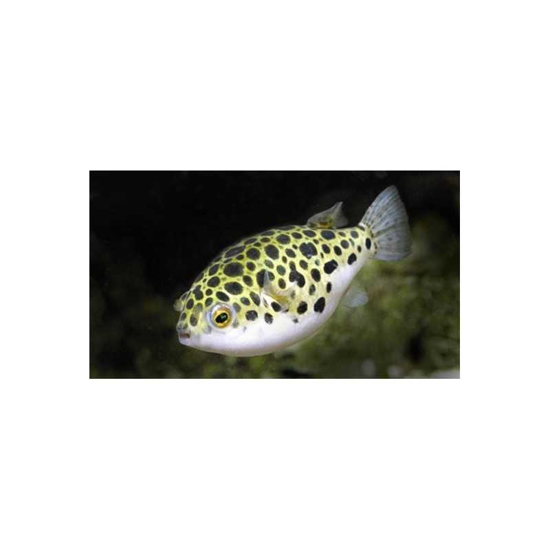 Fish Ball Tetraody Fluvatilis