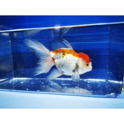 ORANDA Head of Leo XL 12-14 cm
