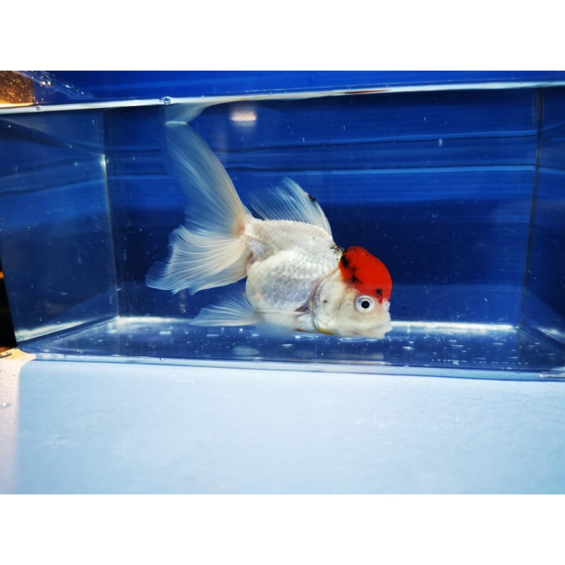 ORANDA Testa di Leone XL 12-14 cm