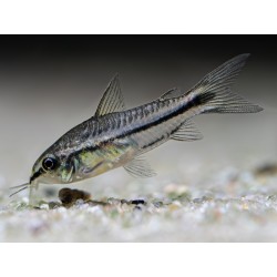 Corydoras  Pygmaeus Nano