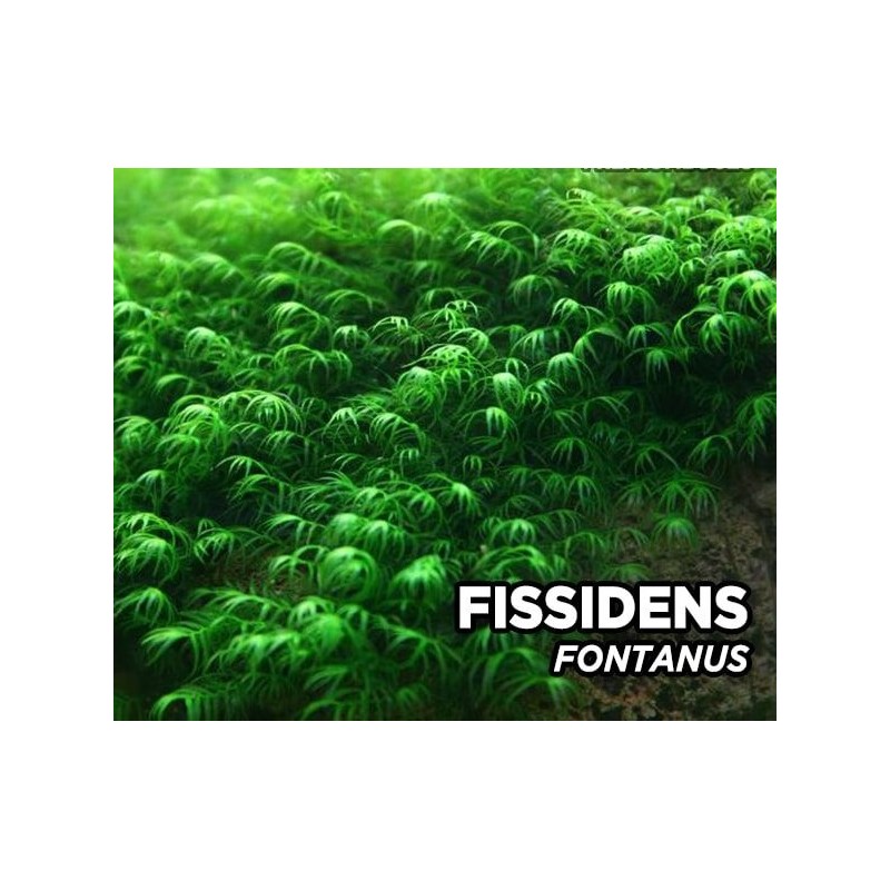 Fissidens Fontanus - In Vitro Cup