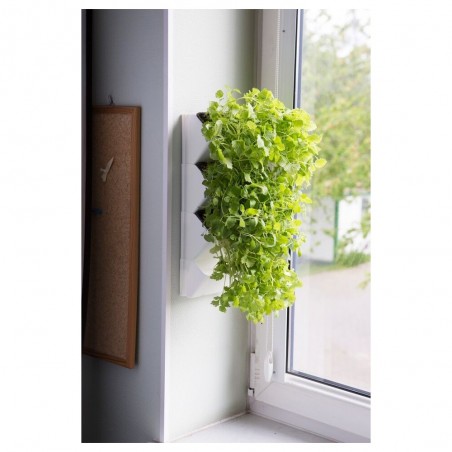 VERSA GARDEN HERBS - green wall - Aquael