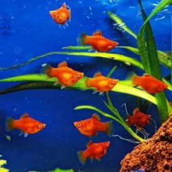 Balon rouge de Coral Platy