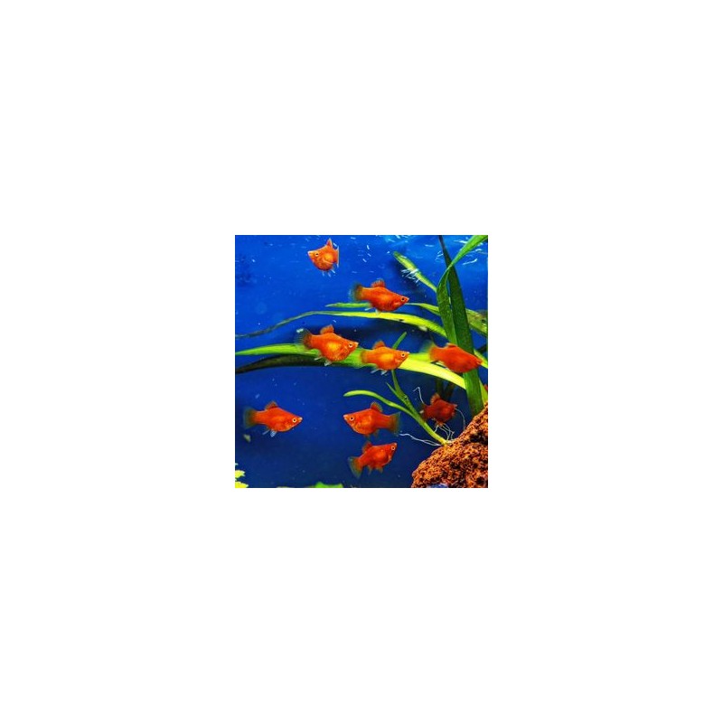 Balon rouge de Coral Platy