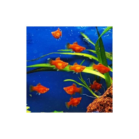 PLATY Coral red Baloon