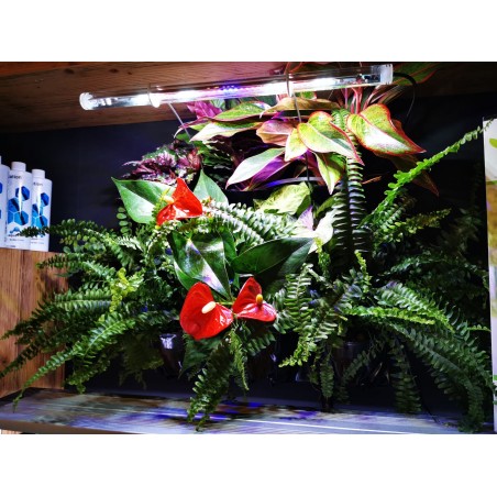 HYDROPONIC PLUS VERSA JARDIN - Mur vert - Aquael