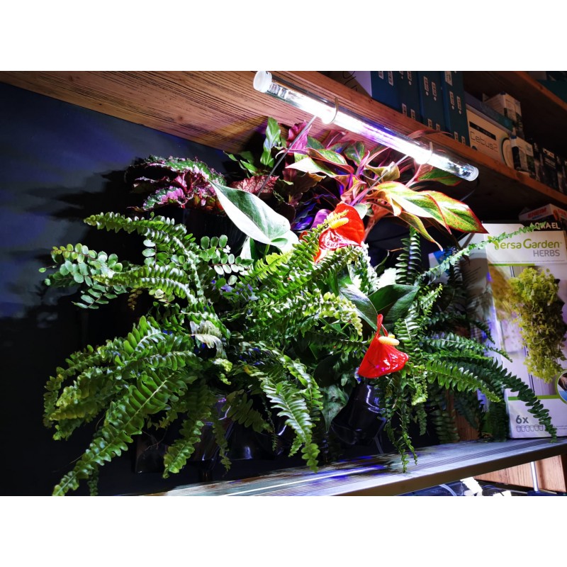 HYDROPONIC PLUS VERSA JARDIN - Mur vert - Aquael