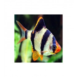 Barbus Tetrazona Taille ML