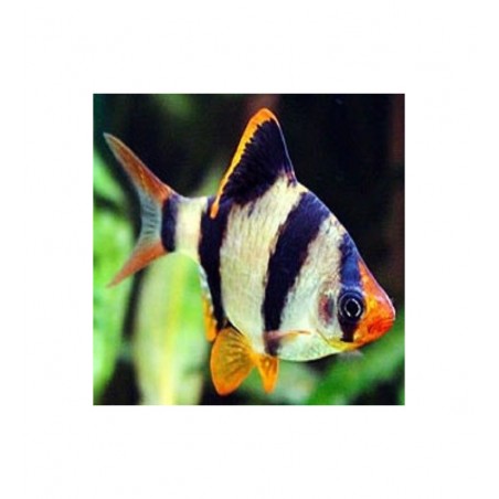 Barbus tetrazona taglia ML