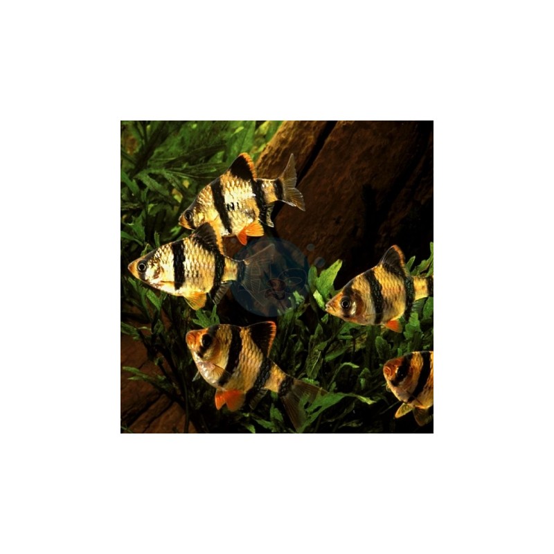 Barbus Tetrazona Taille ML