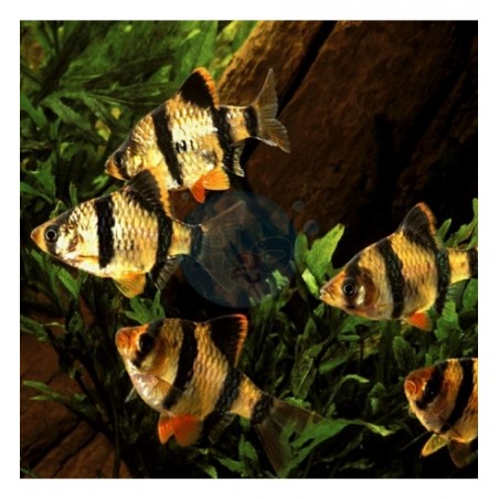 Barbus tetrazona taglia ML