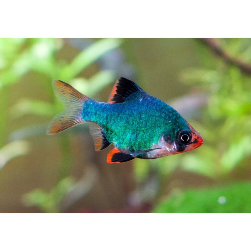 Barbus Tetrazona Green Taille ML