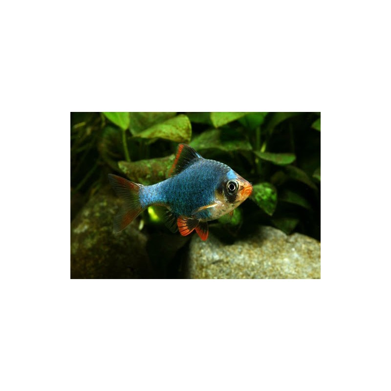 Barbus tetrazona GREEN taglia ML