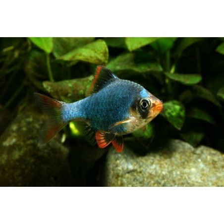 Barbus tetrazona GREEN taglia ML
