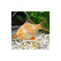 Barbus Tetrazona Albino Taille ML
