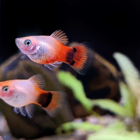 PLATY Red White Mickey Mouse Xiphophorus maculatus