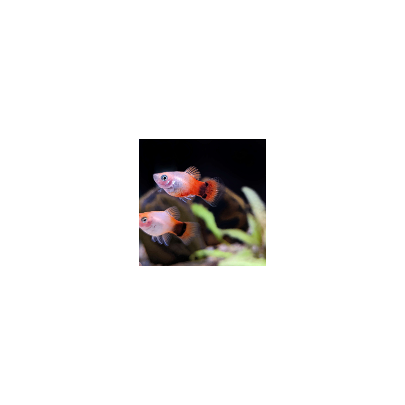 PLATY Red White Mickey Mouse Xiphophorus maculatus