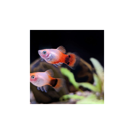 PLATY Red White Mickey Mouse Xiphophorus maculatus