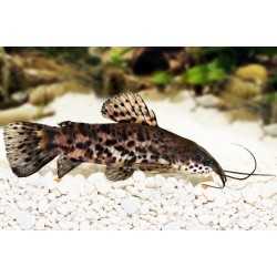 Hoplosternum Thoracatum Callo Cat Fish