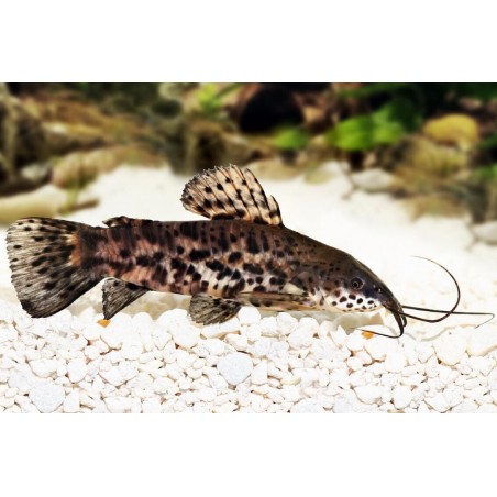 Hoplosternum thoracatum catfish calloso