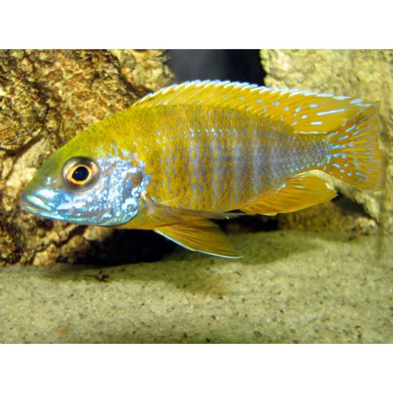 Aulonocara Baenschib - Yellow Peacock Cichlids