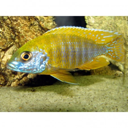 AULONOCARA BAENSCHIB - YELLOW PEACOCK Cycles