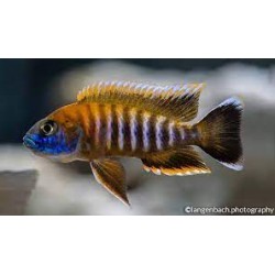 Aulonocara Jacobfreiberggi Cichlidi 2