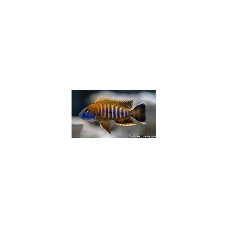 Aulonocara Jacobfreibergi cichlidi