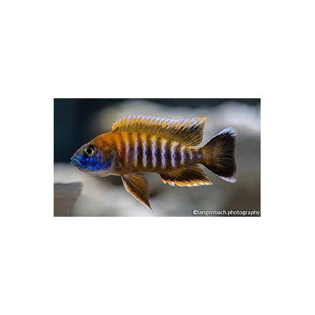 Aulonocara Jacobfreibergi cichlidi