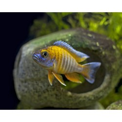 Aulonocara Jacobfreiberggi Cichlidi