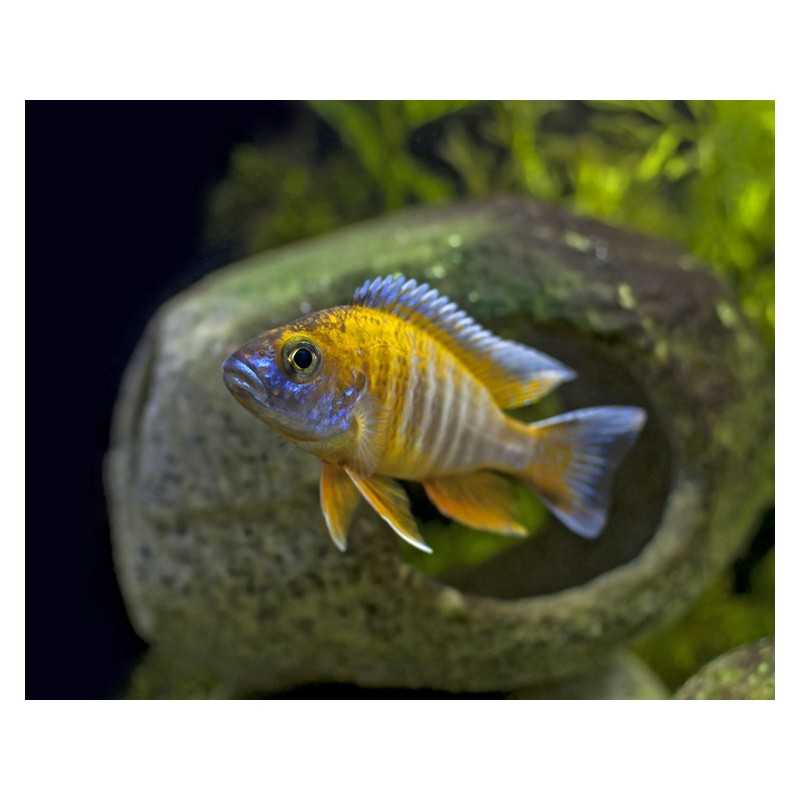 Aulonocara Jacobfreibergi cichlidi