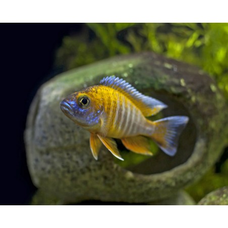 Aulonocara Jacobfreibergi cichlidi