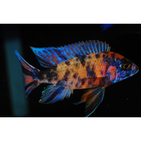Aulonocara sp. OB Peacock Cichlids