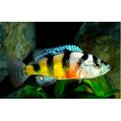 Cichlidées d'obliquidens haplochromis