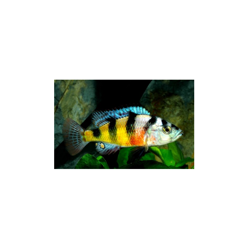 Haplochromis obliquidens cichlids