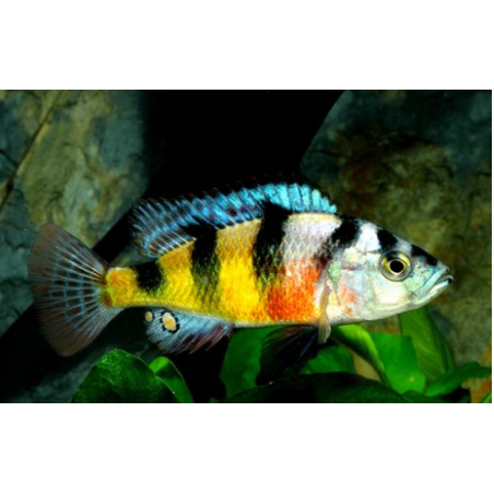 Haplochromis obliquidens cichlids