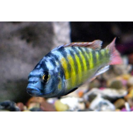 Haplochromis ch44 cichlids