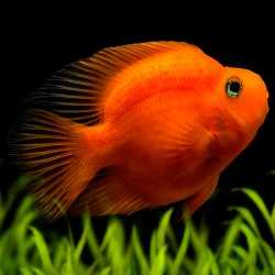 Hybrid Cichlid - Blood Parrot 10 cm