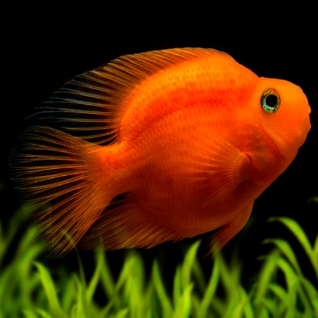 HYBRID CICHLID - BLOOD PARROT 10 cm