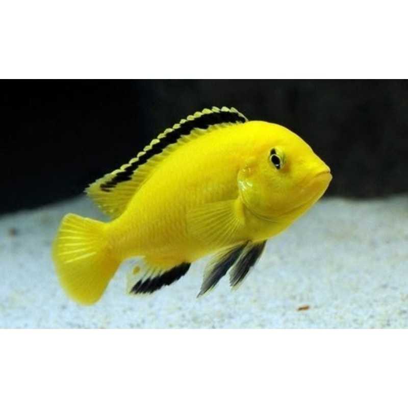 Labidochromis Caerulous Cichlide