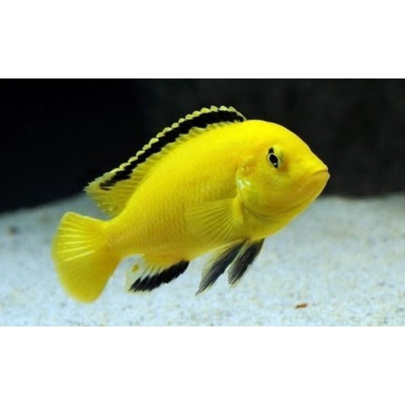 Labidochromis Cichlide céruleux