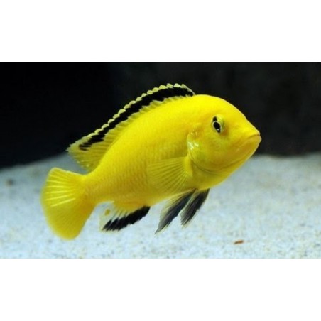 Labidochromis Cichlide céruleux