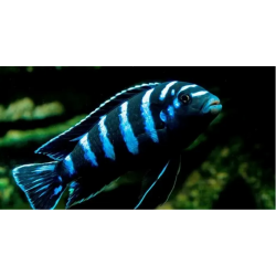 Pseudotrophe démasons cichlide