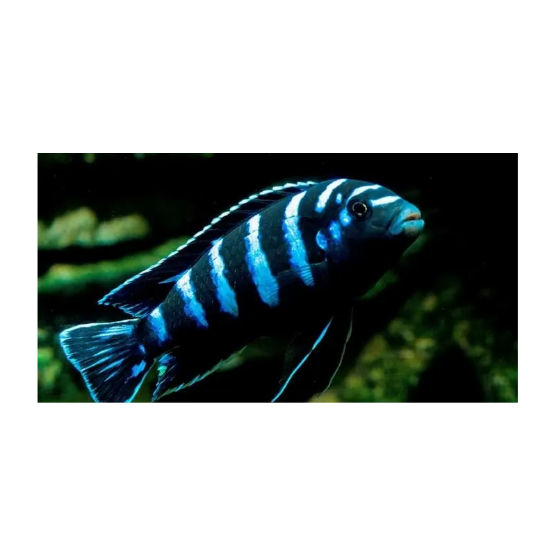 Pseudotrophe démasons cichlide